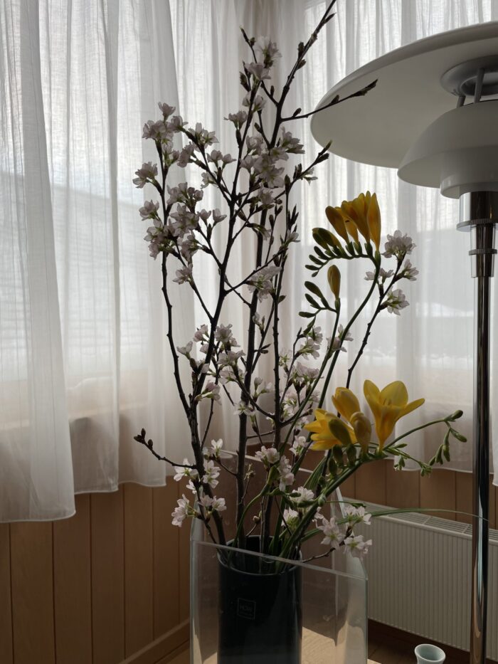 室内でお花見