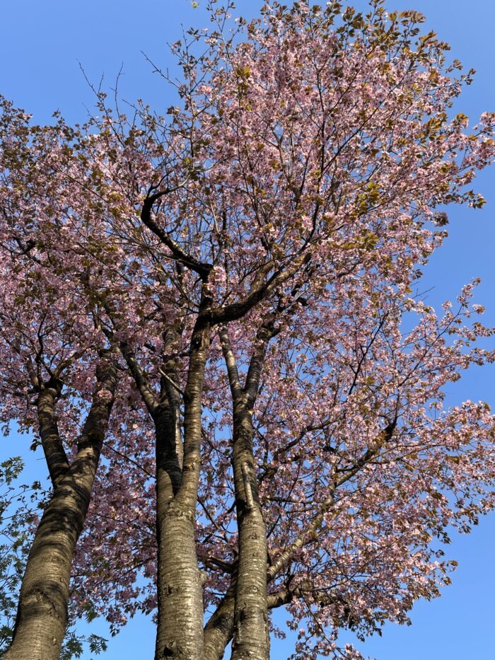 さくら満開